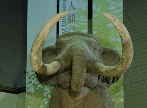 ナウマンゾウは、２万年前まで日本列島にすんでいたゾウです。大阪平野の地下の地層から、ナウマンゾウの足跡や歯の化石が見つかっています。また、３万数千年前の地層からは、ヒトが作った石器が発見されています。その頃の大阪平野には、ナウマンゾウの群れを狩るヒトが暮らしていたことでしょう。大阪における、「自然とヒトの関わり」のはじまりと言えます。