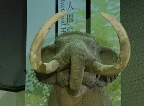 Osaka Museum of Natural History