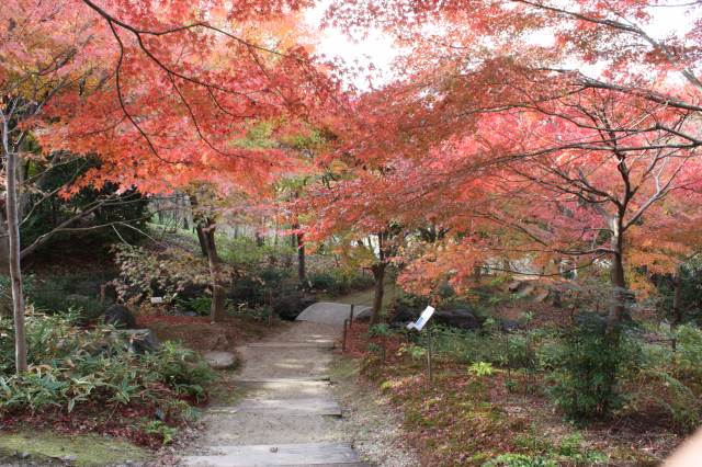 秋のゾーンの紅葉（１１月下旬）