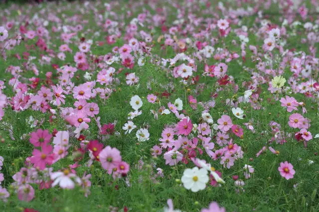 大阪市立長居植物園