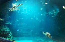 黒潮の海 Fish in the Kuroshio Current : 幅15m、一枚ガラスの大水槽。