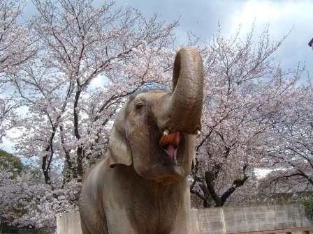 姫路市立動物園