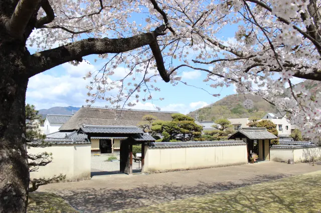 Former Nagai Family Residence in spring.Several cherry trees are planted on the lawn in front of the estate, making it a spacious spot for cherry blossom viewing.