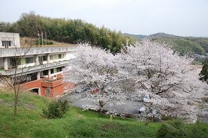 満開の桜で華やぐふるさとミュージアム山城（山城郷土資料館）
