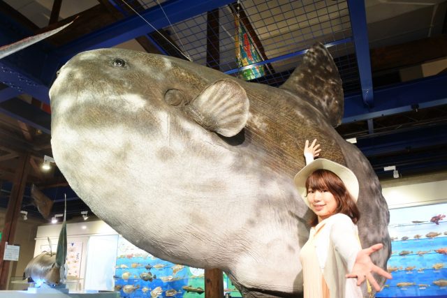 日本一の巨大マンボウはく製「チョボリン」