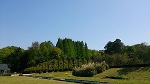 当園の特長である”森の植物園”を捉えた写真、中央に尖った形をして連なっている樹木がメタセコイア