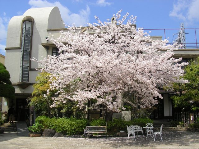 桜の開花時期の甲南漬資料館（外観）