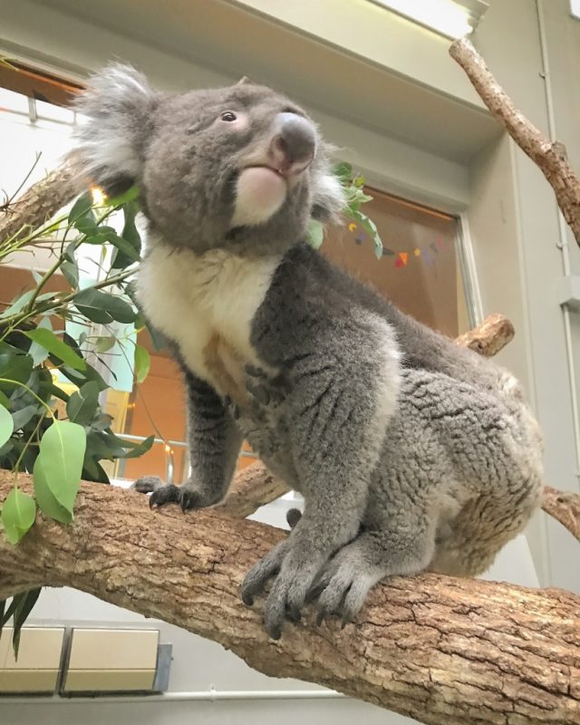 園内で一番人気のコアラ