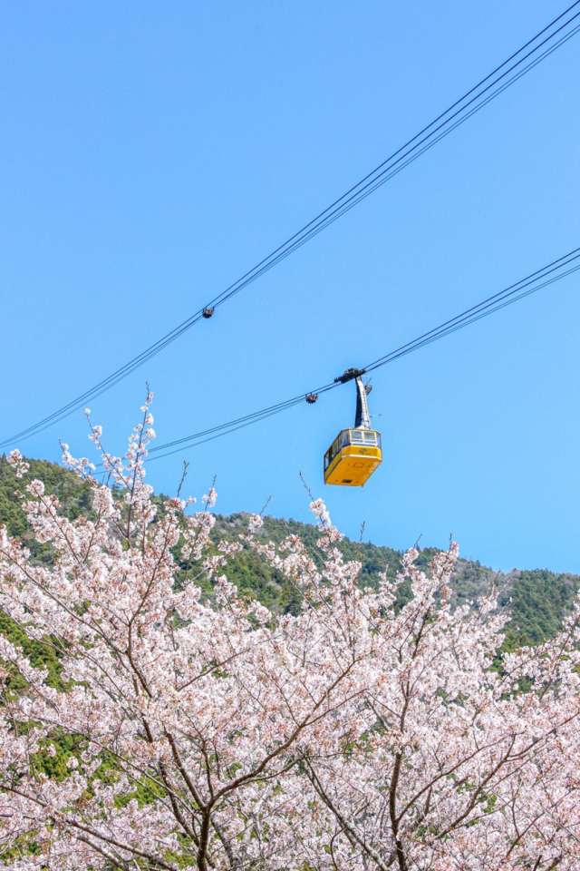 A ropeway with capacity for 101 passengers (during cherry blossom season)