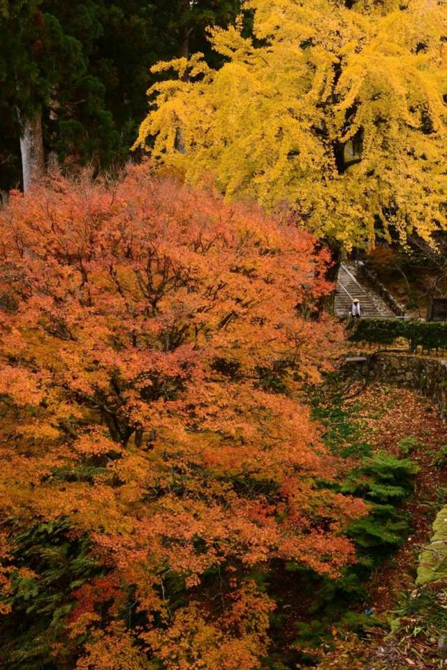 太龍寺(紅葉)