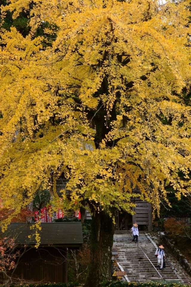 太龍寺(紅葉)