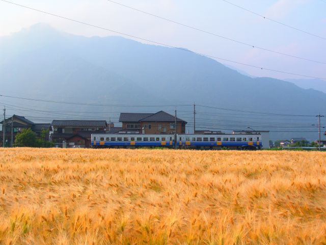 Echizen Railway running along the wheat harvest