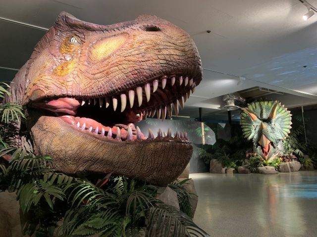 ティラノサウルスとトリケラの実物大の恐竜ヘッド