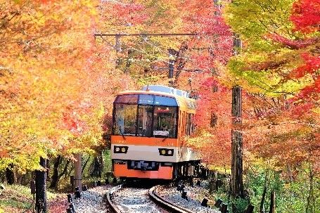 紅葉の「もみじのトンネル」を走る展望列車「きらら」
(c)叡山電鉄株式会社