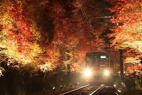 ライトアップされた「もみじのトンネル」を走る展望列車「きらら」
(c)叡山電鉄株式会社