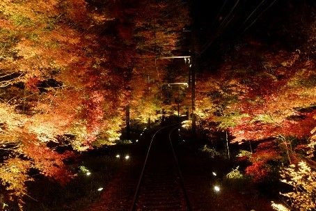 Illuminated Maple Tree Tunnel train window
(c)叡山電鉄株式会社