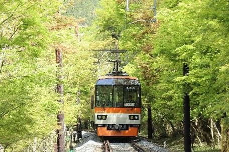 新緑の「もみじのトンネル」を走る展望列車「きらら」
(c)叡山電鉄株式会社