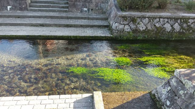 針江大川
（公社）びわ湖高島観光協会