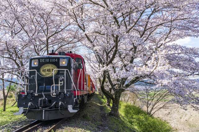 トロッコ亀岡～トロッコ保津峡　桜のトンネル
(c) Sagano Scenic Railway Co.,Ltd.