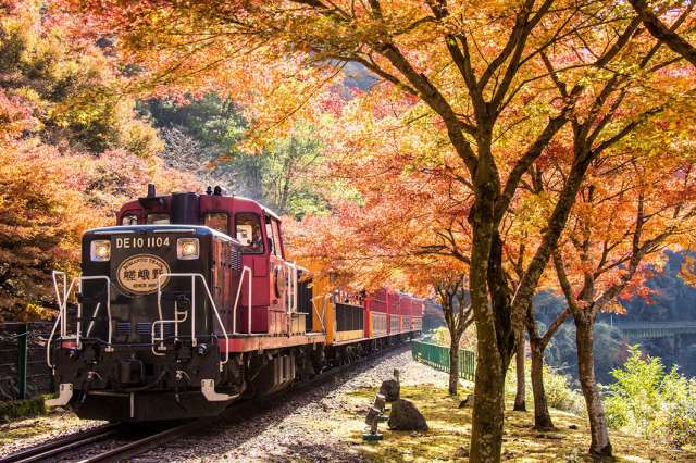 トロッコ亀岡～トロッコ保津峡　紅葉の中を行くトロッコ列車
(c) Sagano Scenic Railway Co.,Ltd.