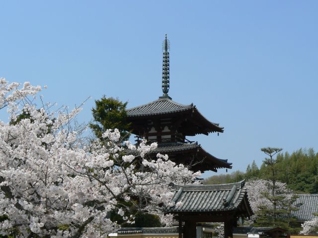 Cherry blossoms in bloom
(ｃ)Horinji
