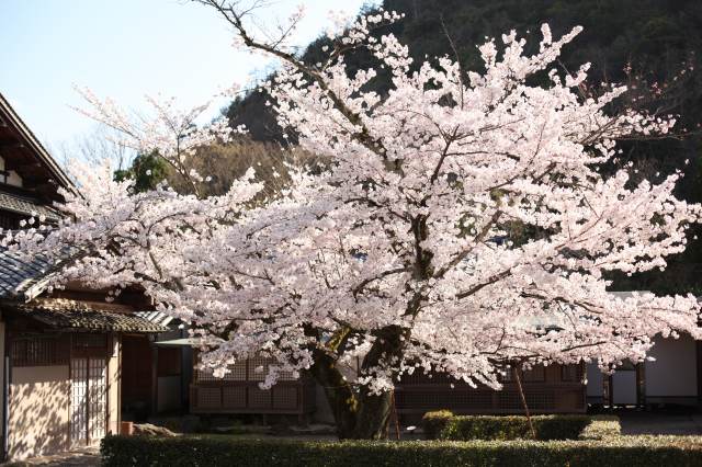 敷地内の四季折々の画像