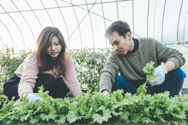 野菜収穫体験の様子