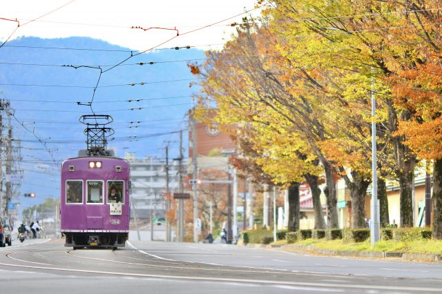 Autumn leaves and Randen
（C）京福電気鉄道