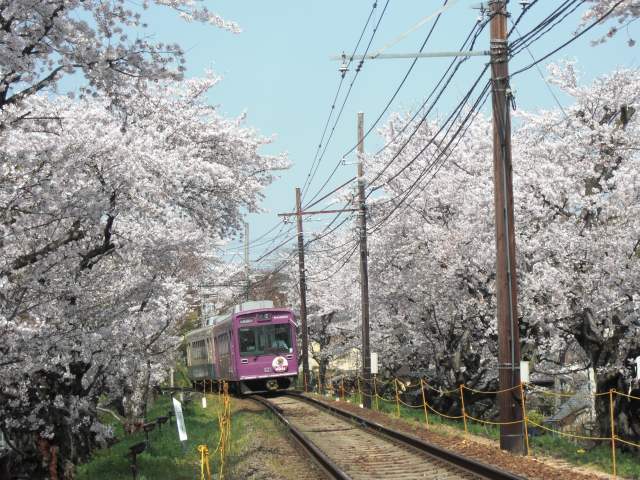 A tunnel of cherry blossoms
（C）京福電気鉄道
