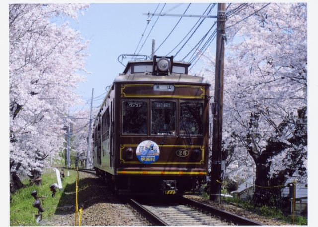 Cherry blossom tunnel and an old-fashioned train
（C）京福電気鉄道