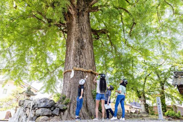 A 300-year-old sacred ginkgo tree