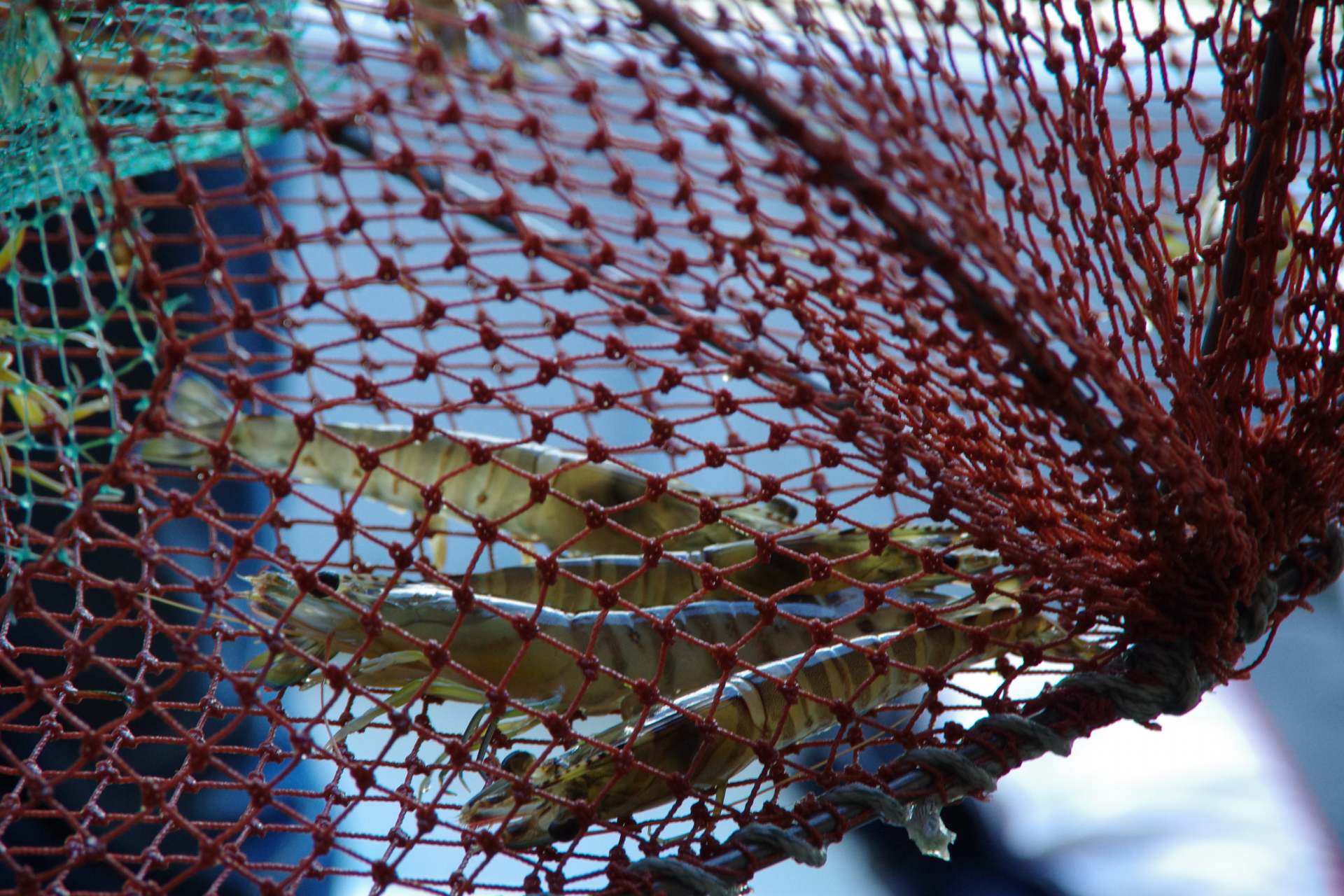 “Exquisite Kuruma Shrimp” harvesting experience and Naruto specialty lunch!