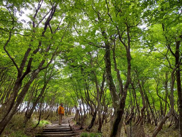 山上公園内をハイキングできます