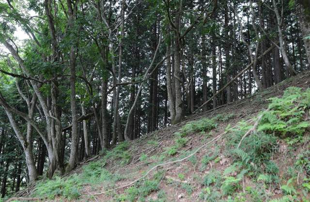 The Yakuno-cho forest