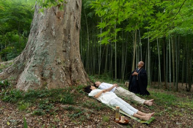 Zelkova tree, 600 years old