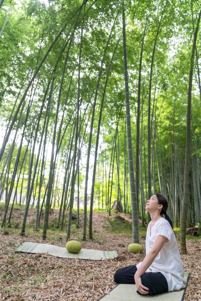 Bamboo grove, site for seated zen meditation
