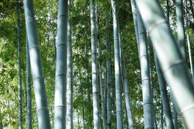 竹藪が全面に見渡せる美しいロケーションで体験