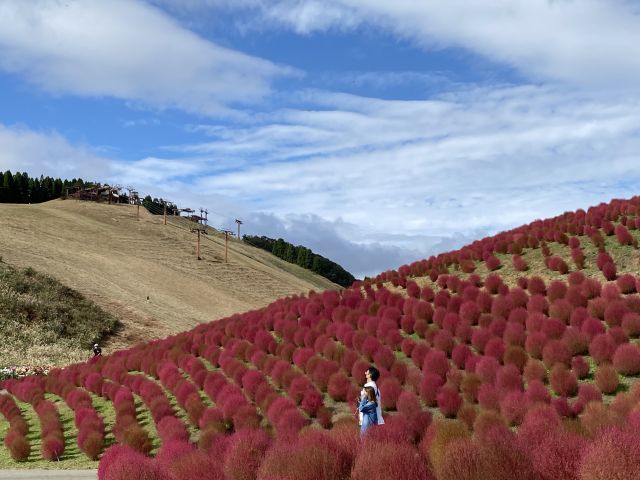 紅葉のコキア