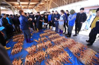 You can only see it here! Visit to Echizen crab auction