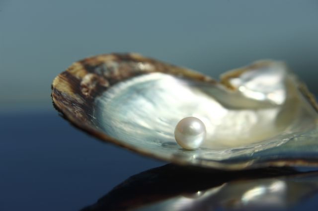 真珠とあこや貝