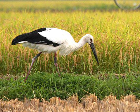 Oriental White Stork Observation Tour (with English-speaking guide)