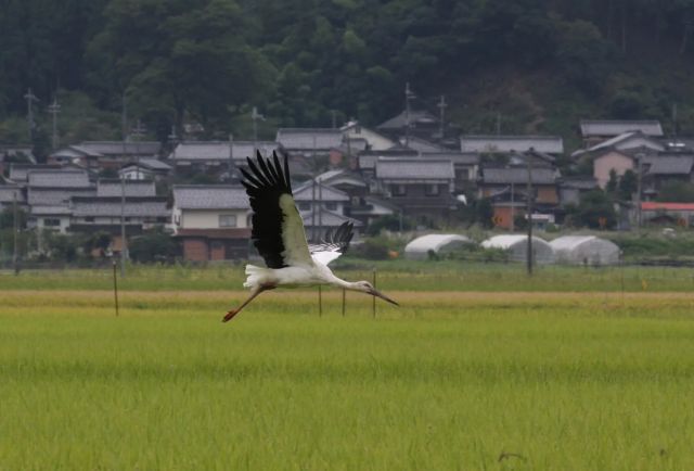 An Oriental White Stork soaring high in the sky