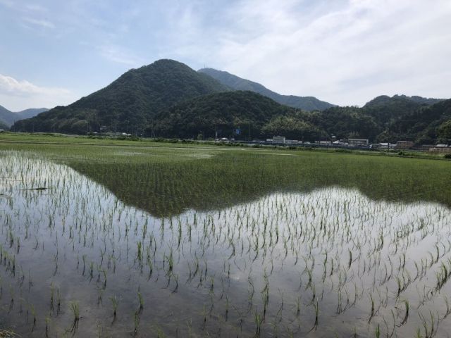 View of a rice paddy