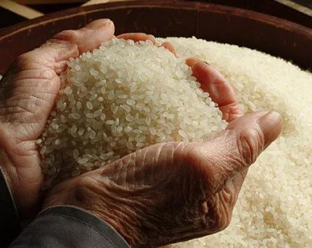 Rice cultivated by Oriental White Stork