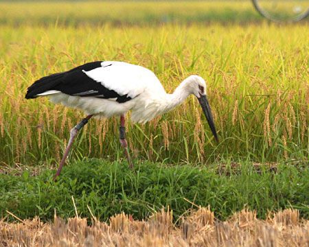 An Oriental White Stork in a rice paddy