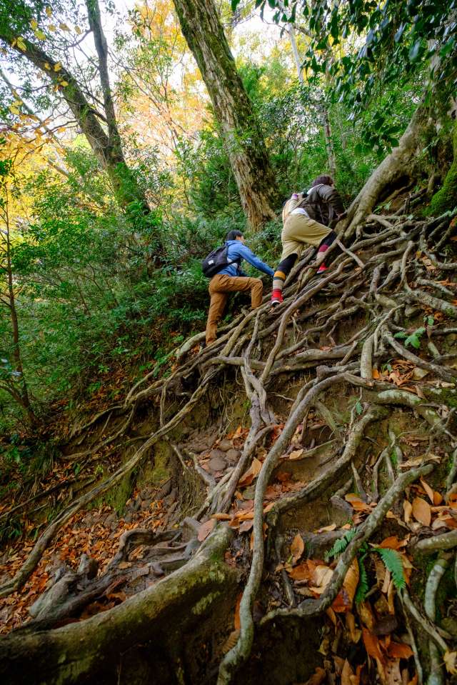 Inclines covered in vines