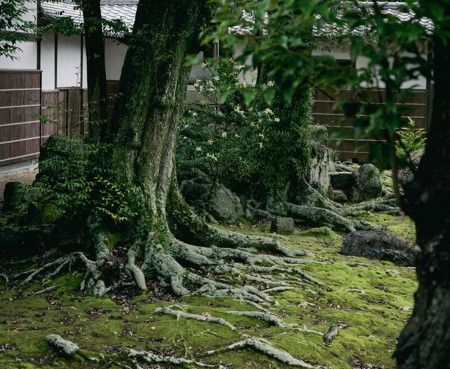 緑豊かな庭園