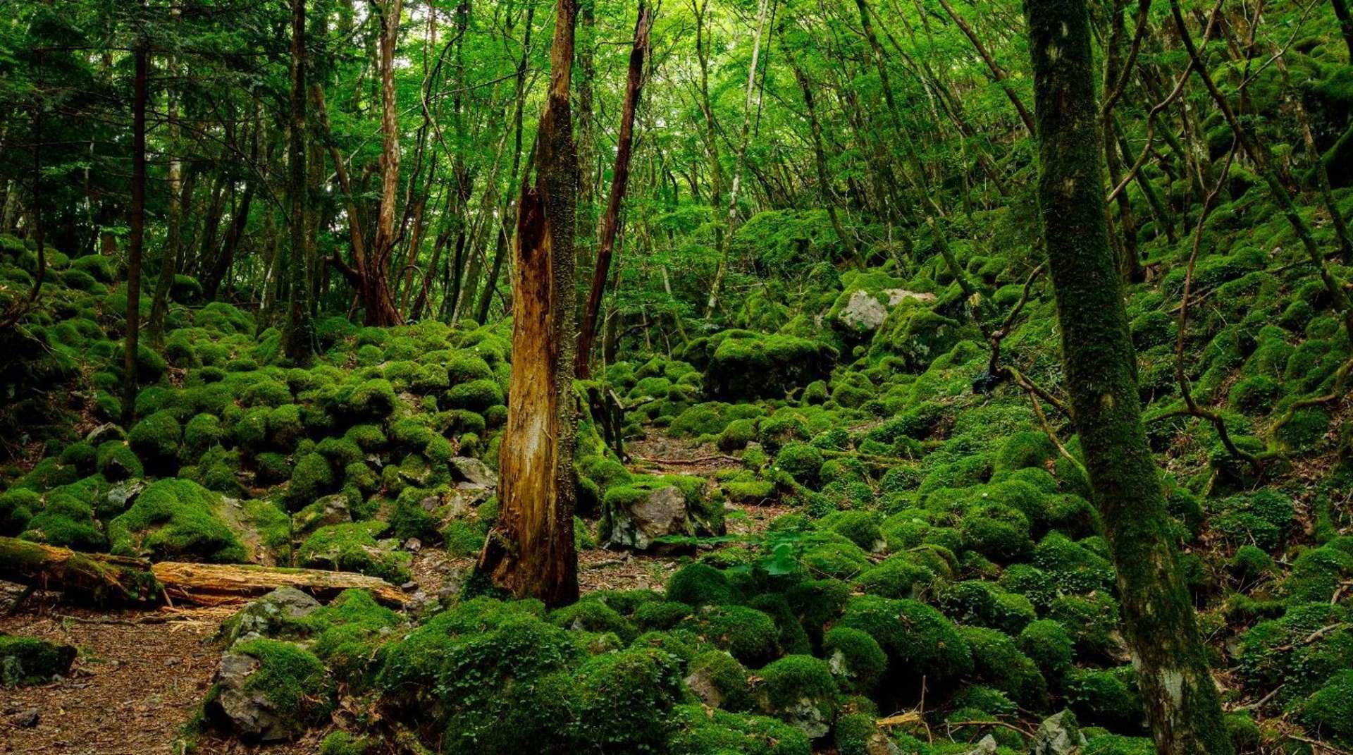 〜苔の秘境でリラクゼーション〜　山犬嶽トレッキングツアー