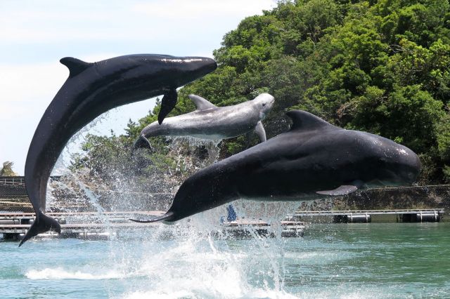 Taiji Whale Museum Admission ticket & Feeding experience