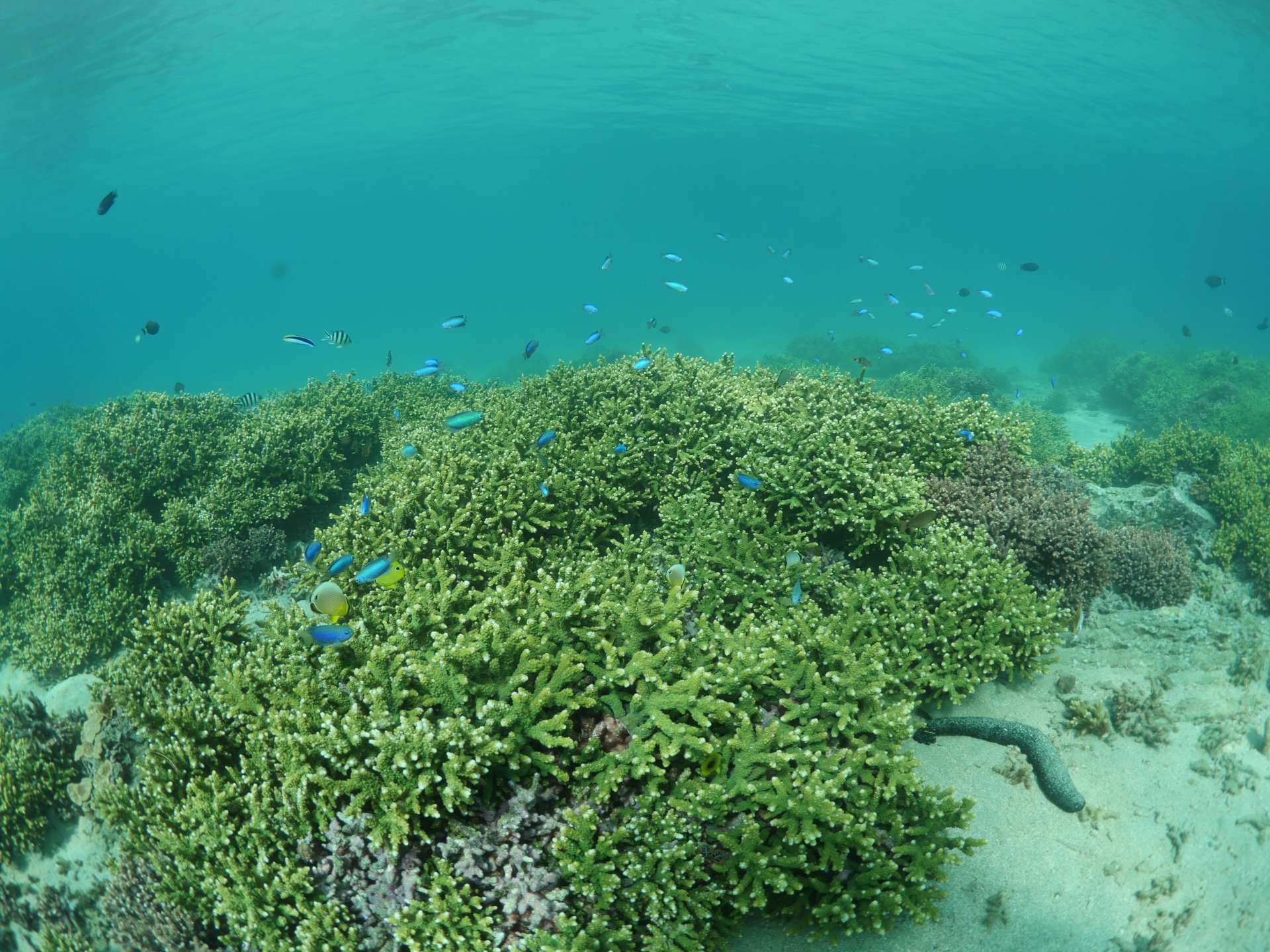 ”Underwater Observation Boat (Blue Marine)” touring Muroto Anan Kaigan Quasi-National Park